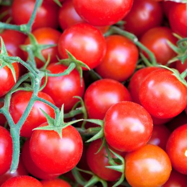 Milky Red Cherry Tomato, Edible Organic Fruits - 20 Seeds