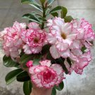 Milky White & Deep Red Adenium Garden Flower - 2 Seeds Milky White & Deep Red Adenium Garden Flower - 2 Seeds