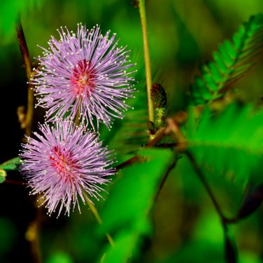 Mimosa Pudica Pink Flowers Sensitive Plant - 20 Seeds