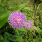 Mimosa Pudica Sensitive Plant Foliage Plant - 35 Seeds