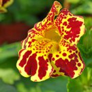 Mimulus Luteus - 30 Seeds Mimulus Luteus - 30 Seeds
