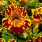 Mimulus Luteus - 30 Seeds