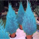 Mini Bule Italian Cypress Tree Plants Popular Bonsai Plants - 50 Seeds Mini Bule Italian Cypress Tree Plants Popular Bonsai Plants - 50 Seeds