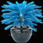 MiNI Blue Sago Cycas Bonsai Revolute Plant Bonsai - 10 Seeds