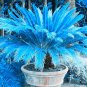 MiNI Blue Sago Cycas Bonsai Revolute Plant Bonsai - 10 Seeds
