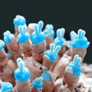Mini Blue Succlent Seed Monilaria Obconica Rabbit Living Lithops Flowers - 100 S