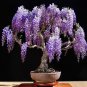 Mini Bonsai Wisteria Tree Indoor Ornamental Plants - 10 Seeds