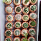 Mini Cactus Suculent - 500 Seeds