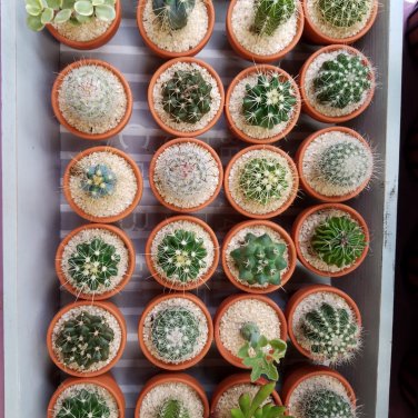 Mini Cactus Suculent - 500 Seeds
