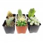 Mini Cactus Suculent - 500 Seeds