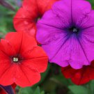 Mini Calibrchoa Million Bells Petunia - 100 Seeds