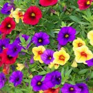 Mini Calibrchoa Million Bells Annual Flower Bonsai - 100 Seeds
