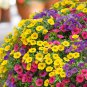 Mini Calibrchoa Million Bells Annual Flower Bonsai Vary Colors - 100 Seeds
