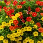 Mini Calibrchoa Million Bells Annual Flower Bonsai Vary Colors - 100 Seeds