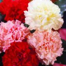 Mini Carnations Bonsai Balcony Potted Plants - 200 Seeds