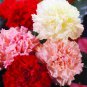 Mini Carnations Bonsai Balcony Potted Plants - 200 Seeds