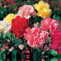Mini Carnations Bonsai Balcony Potted Plants - 200 Seeds