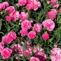 Mini Carnations Seed Balcony Potted Plants Dianthus Caryophyllus Mother Flower -