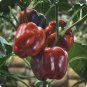 Mini Chocolate Sweet Bell Pepper - 20 Seeds