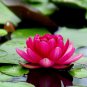 Mini Dark Red Bonsai Lotus Flower - 1 Seeds