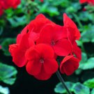 Mini Geranium 23 Colors Flower Perennial Seeds Pelargonium - 50 Seeds Mini Geranium 23 Colors Flower Perennial Seeds Pelargonium - 50 Seeds
