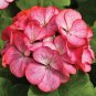 Mini Geranium 23 Colors Flower Perennial Seeds Pelargonium - 50 Seeds