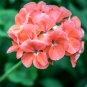 Mini Geranium 23 Colors Flower Perennial Seeds Pelargonium - 50 Seeds
