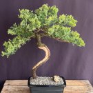 Mini Juniper Bonsai Tree Seeds Office Bonsa -i 50 Seeds Mini Juniper Bonsai Tree Seeds Office Bonsa -i 50 Seeds