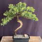 Mini Juniper Bonsai Tree Seeds Office Bonsa -i 50 Seeds