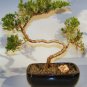 Mini Juniper Bonsai Tree Seeds Office Bonsa -i 50 Seeds