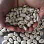Lot Mini Magic White Bean Seeds Gift Plant - 100 Seeds