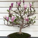 Mini Magnolia Bonsai, Beautiful Flower Indoor or Ourdoor Potted - 30 Seeds Mini Magnolia Bonsai, Beautiful Flower Indoor or Ourdoor Potted - 30 Seeds