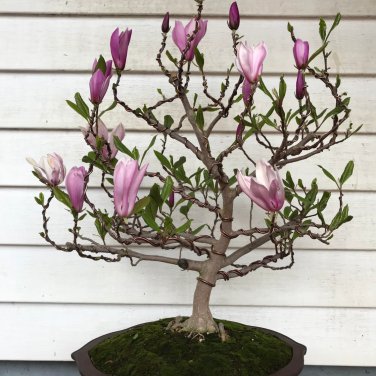 Mini Magnolia Bonsai, Beautiful Flower Indoor or Ourdoor Potted - 30 Seeds
