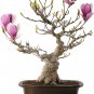 Mini Magnolia Bonsai, Beautiful Flower Indoor or Ourdoor Potted - 30 Seeds