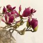 Mini Magnolia Bonsai, Beautiful Flower Indoor or Ourdoor Potted - 30 Seeds