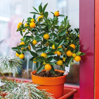 Mini Orange Tree - 30 Seeds