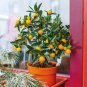 Mini Orange Tree - 30 Seeds
