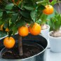 Mini Orange Tree - 30 Seeds