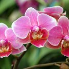 Mini Orchid Seeds Mixed 3 Colors Flowers - 100 Seeds Mini Orchid Seeds Mixed 3 Colors Flowers - 100 Seeds