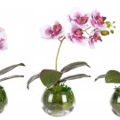 Mini Phalaenopsis Flower - 100 Seeds Mini Phalaenopsis Flower - 100 Seeds