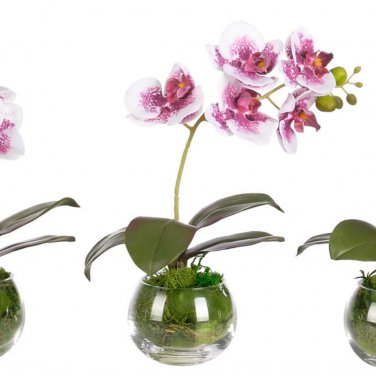 Mini Phalaenopsis Flower - 100 Seeds