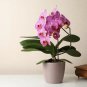 Mini Phalaenopsis Flower - 100 Seeds
