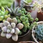 Mini Potted Bonsai Succulent Cactus - 500 Seeds