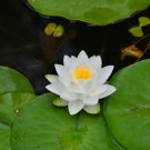 Mini Purely White Bonsai Lotus Flower - 1 Seeds