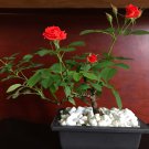 Mini Rose Bonsai Miniature Rose Bonsai A Little Cute Plants - 100 Seeds