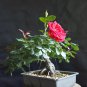Mini Rose Bonsai Miniature Rose Bonsai A Little Cute Plants - 100 Seeds