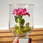 Mini Orchid - 100 Seeds