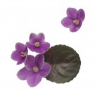 Mini Violet African Violet Garden Potted Plants Violet Flowers - 50 Seeds Mini Violet African Violet Garden Potted Plants Violet Flowers - 50 Seeds