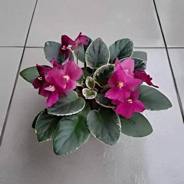 Mini Violet Beautiful Bonsai Flower - 100 Seeds