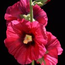 Miniature Hollyhock Flower Bonsai Plant DIY Home Garden - 200 Seeds Miniature Hollyhock Flower Bonsai Plant DIY Home Garden - 200 Seeds